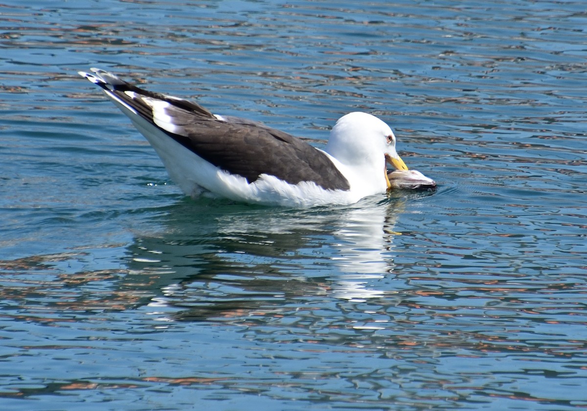 Great Black-backed Gull - Mu Sano