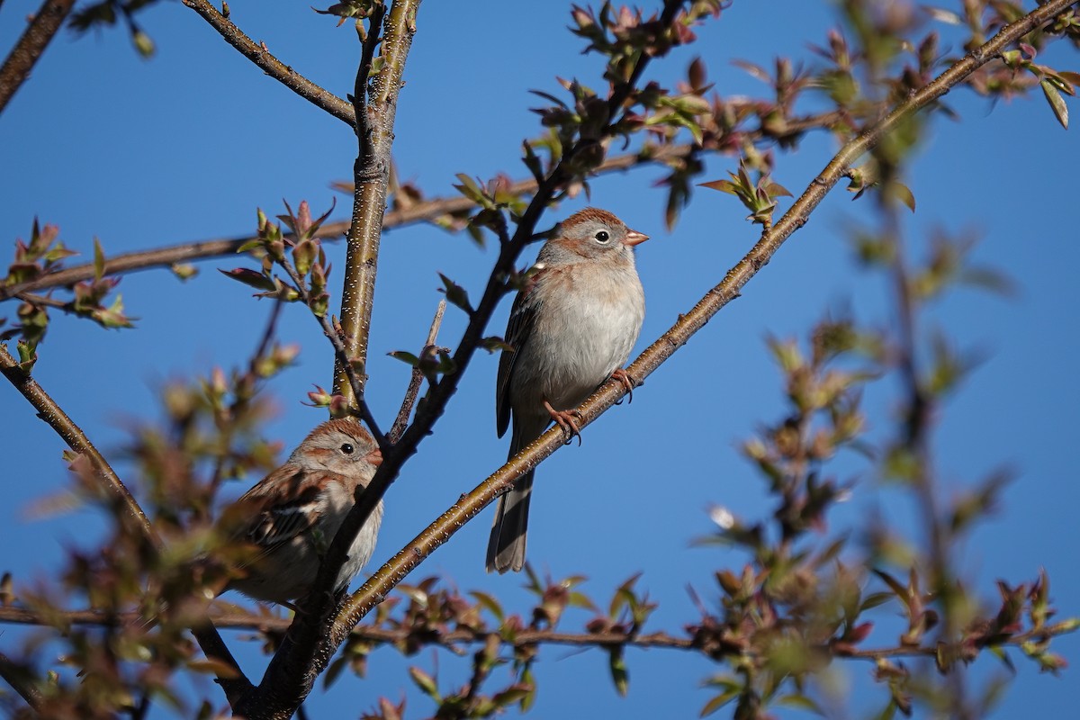 Field Sparrow - ML617419424