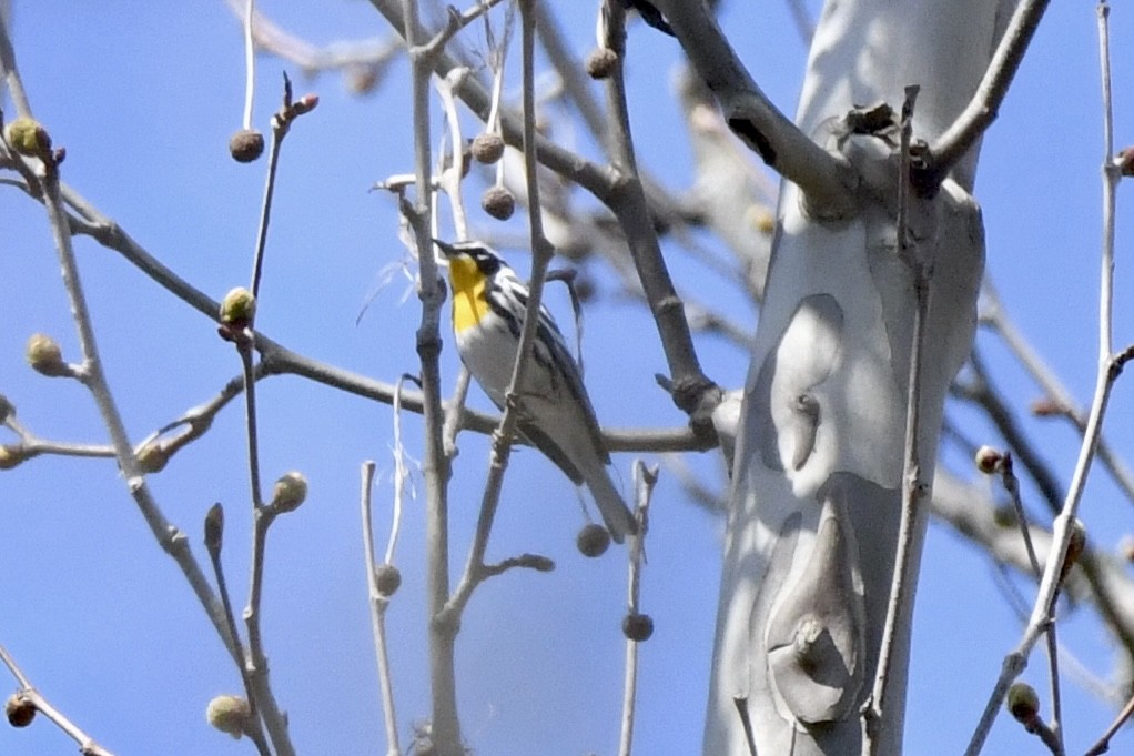 Yellow-throated Warbler - ML617419428