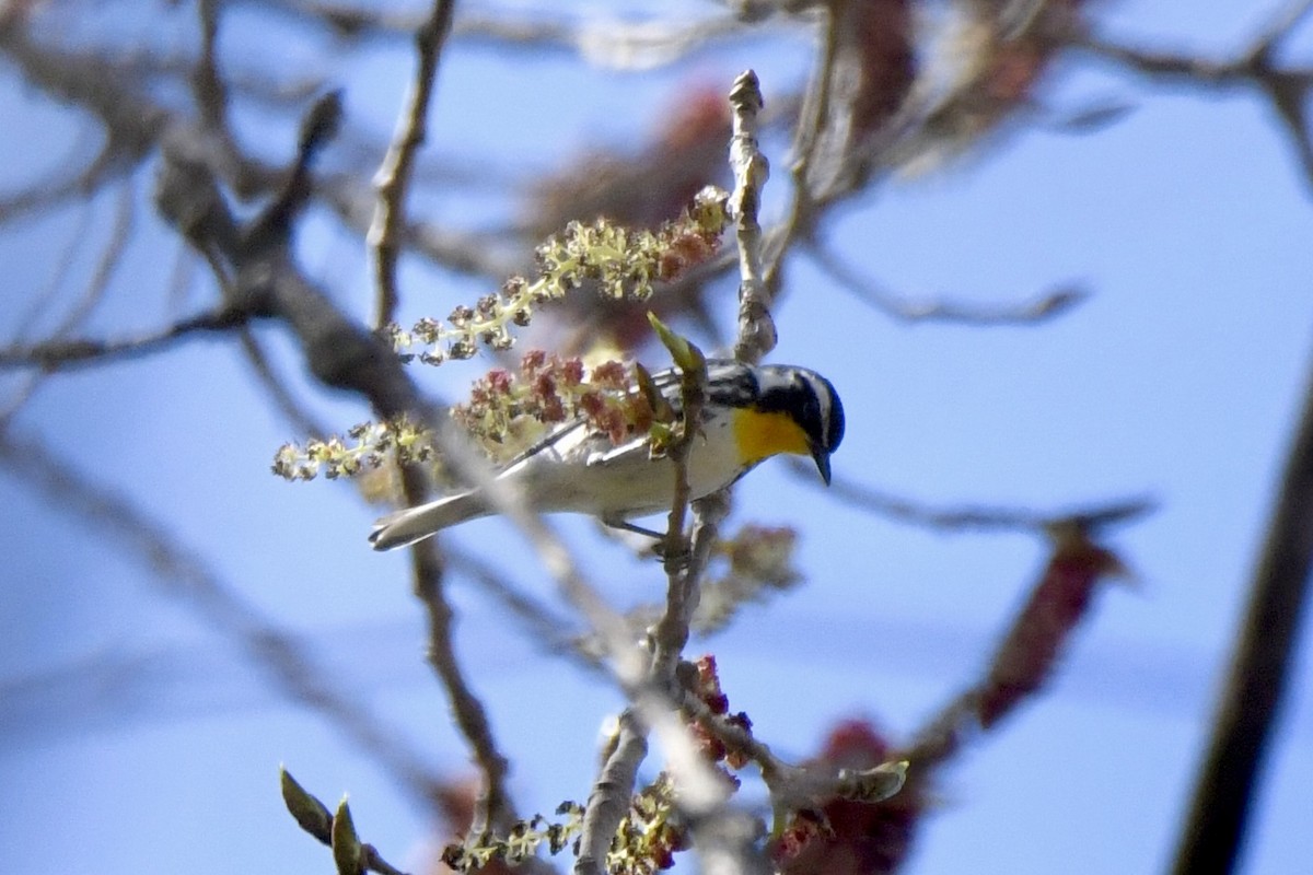 Yellow-throated Warbler - ML617419429