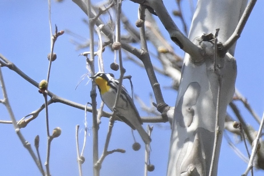 Yellow-throated Warbler - ML617419430