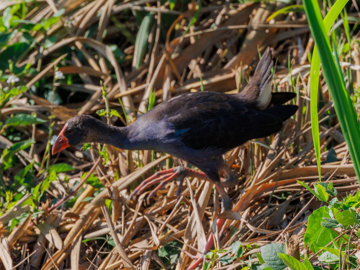 Black-backed Swamphen - Ng SH