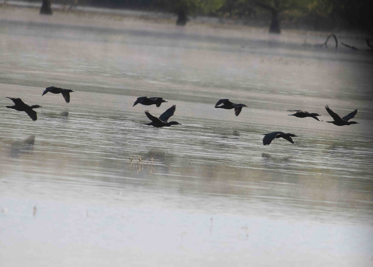 Double-crested Cormorant - ML617419576