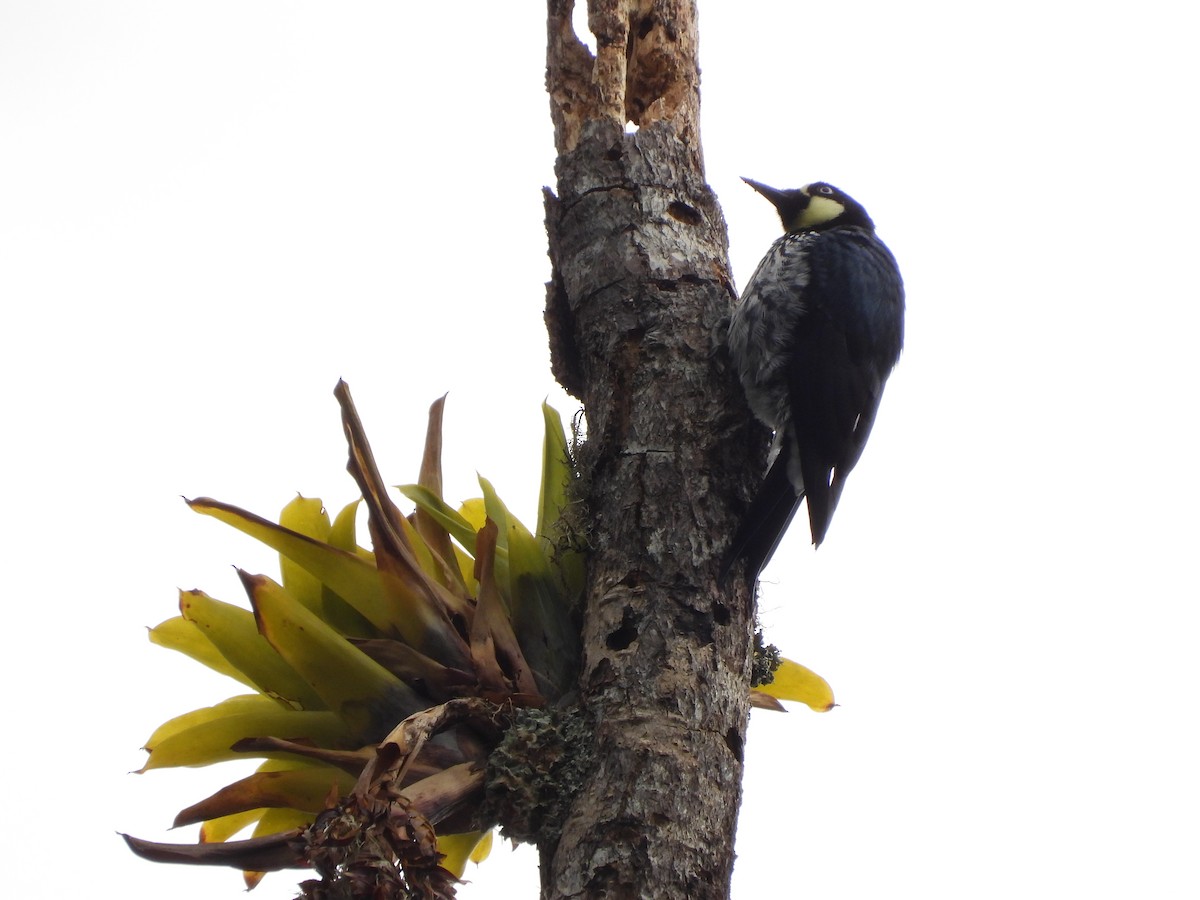 Acorn Woodpecker - ML617419584