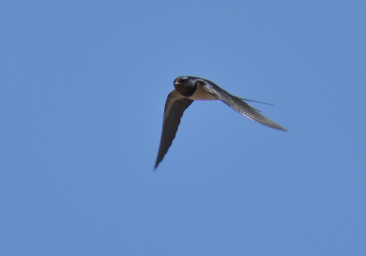 Barn Swallow - ML617419586