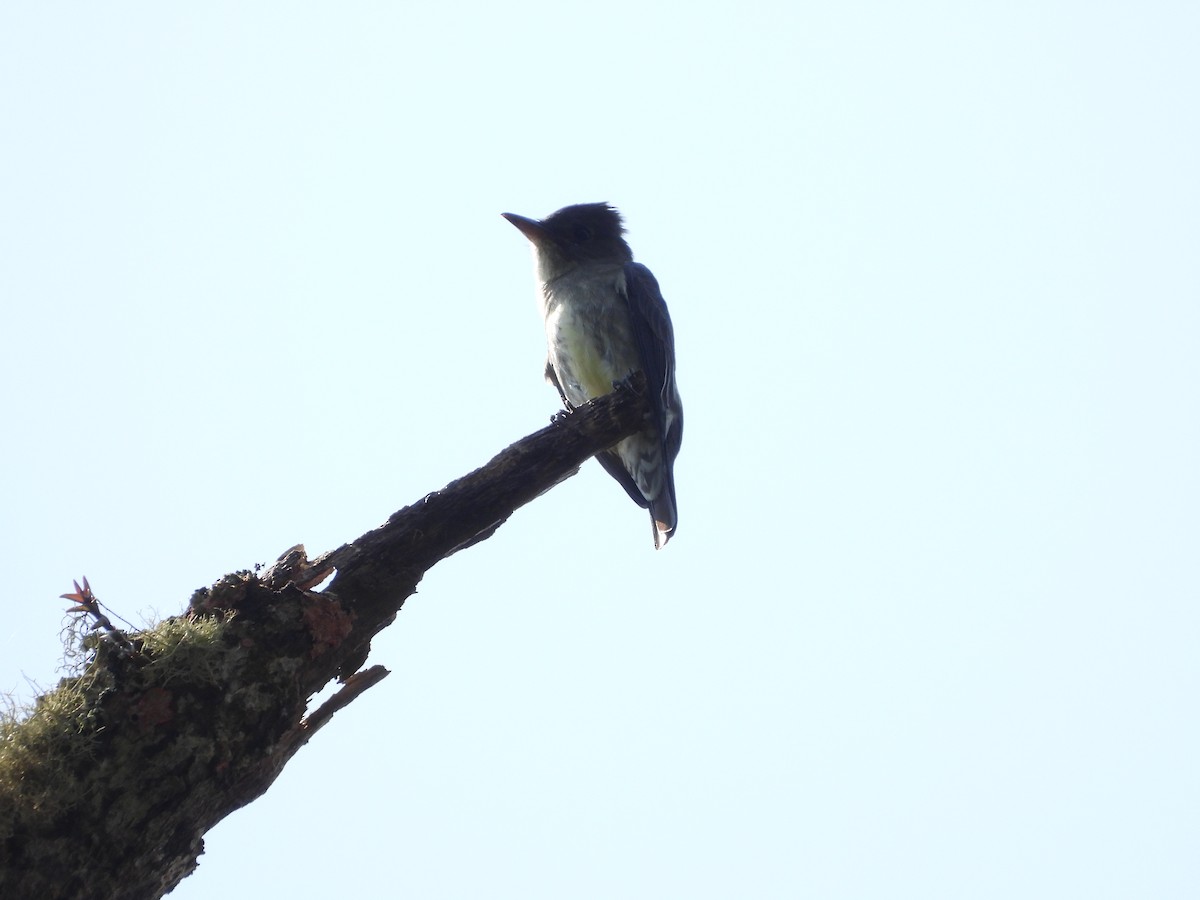 Olive-sided Flycatcher - ML617419644