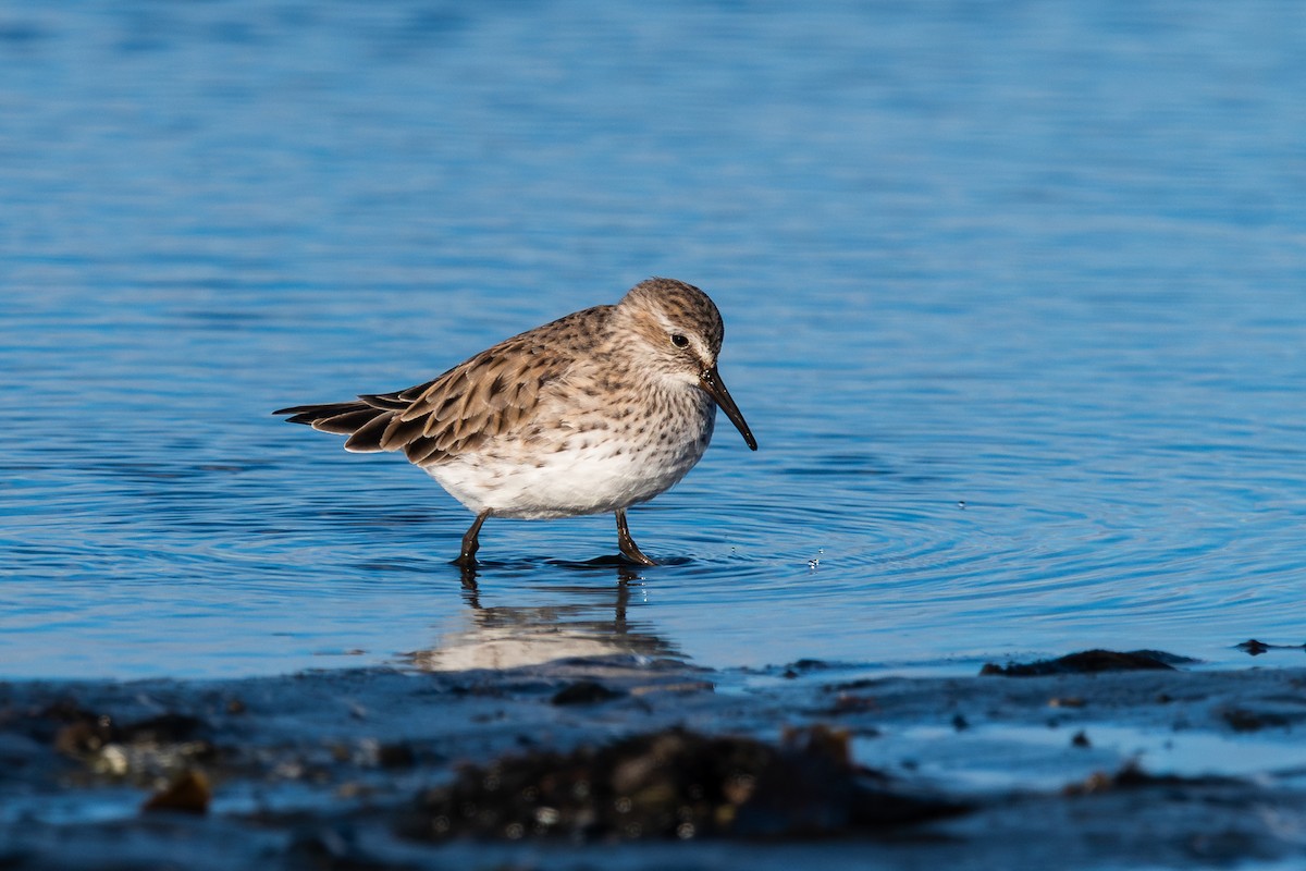 White-rumped Sandpiper - ML617419656