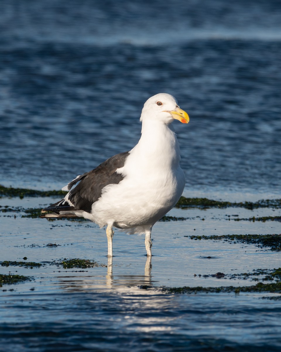 Kelp Gull - ML617419669