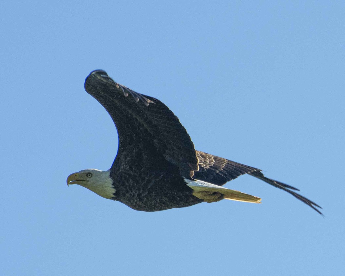 Weißkopf-Seeadler - ML617419671