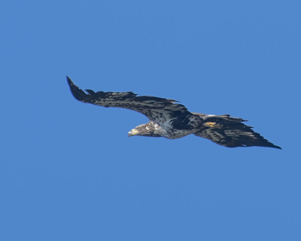 Bald Eagle - ML617419672