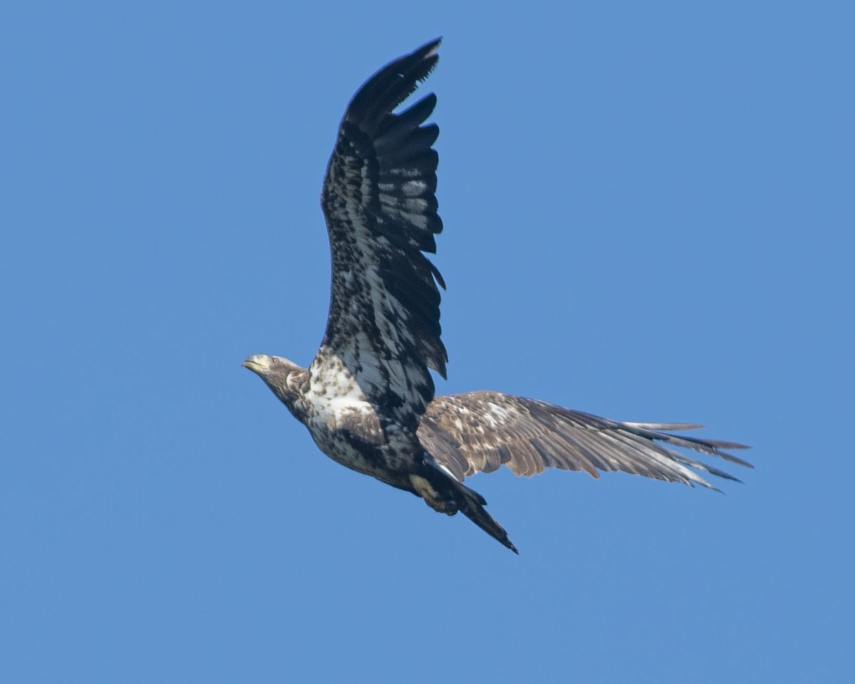 Weißkopf-Seeadler - ML617419673