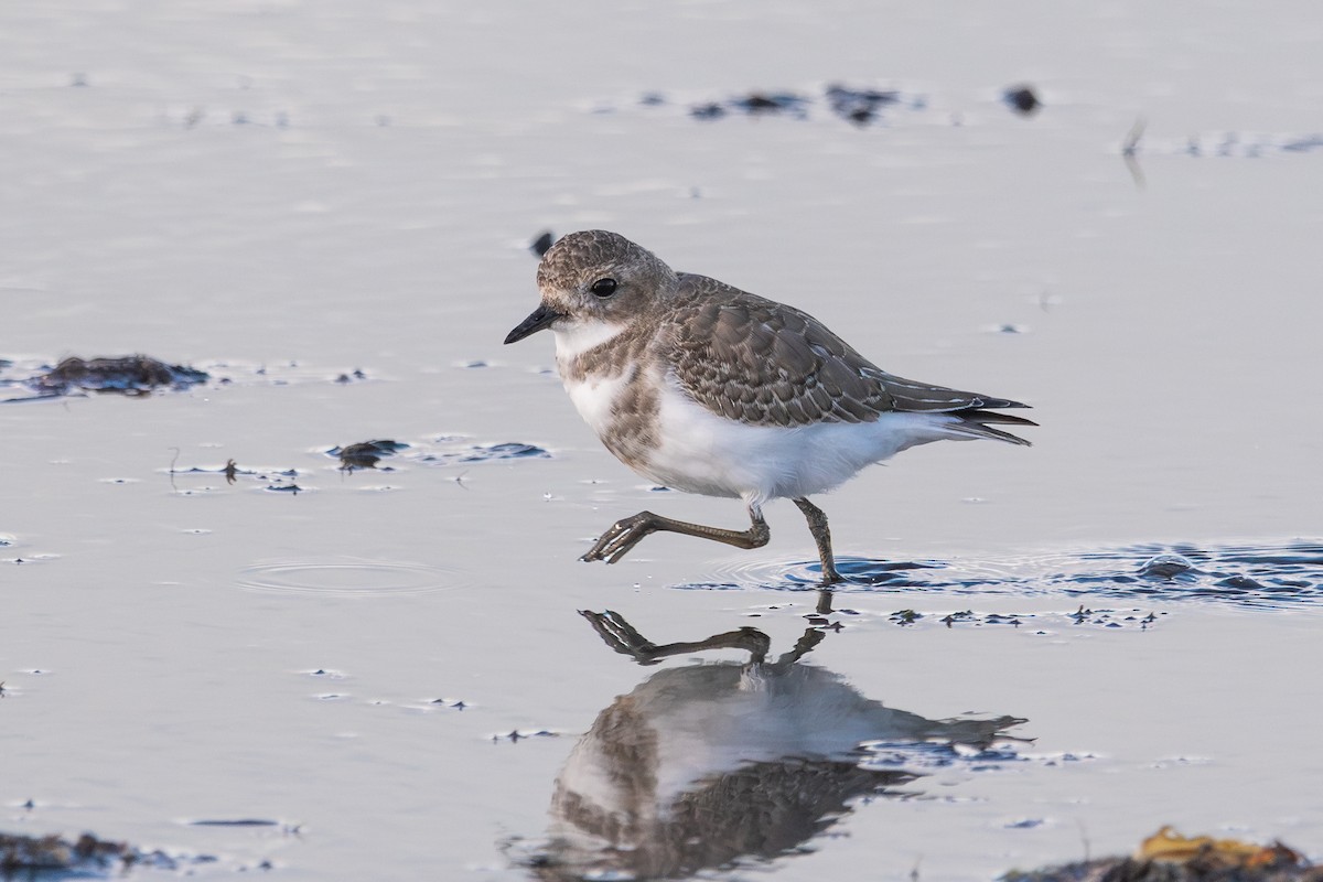 Two-banded Plover - ML617419676