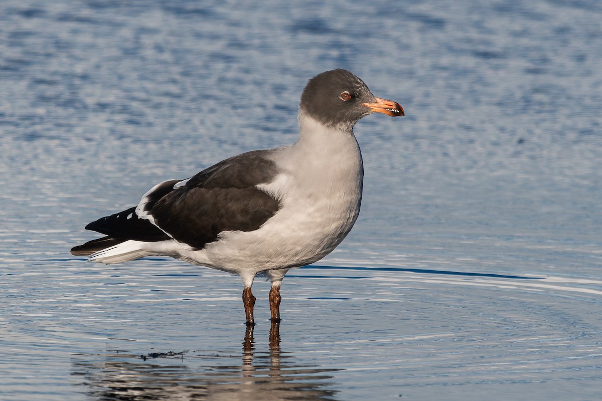 Dolphin Gull - ML617419681