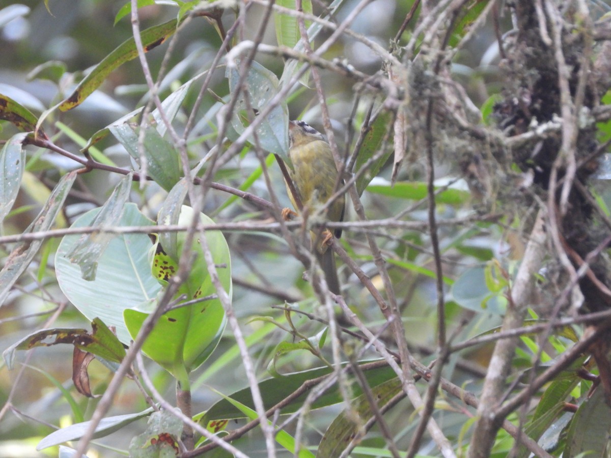 Three-striped Warbler - ML617419684