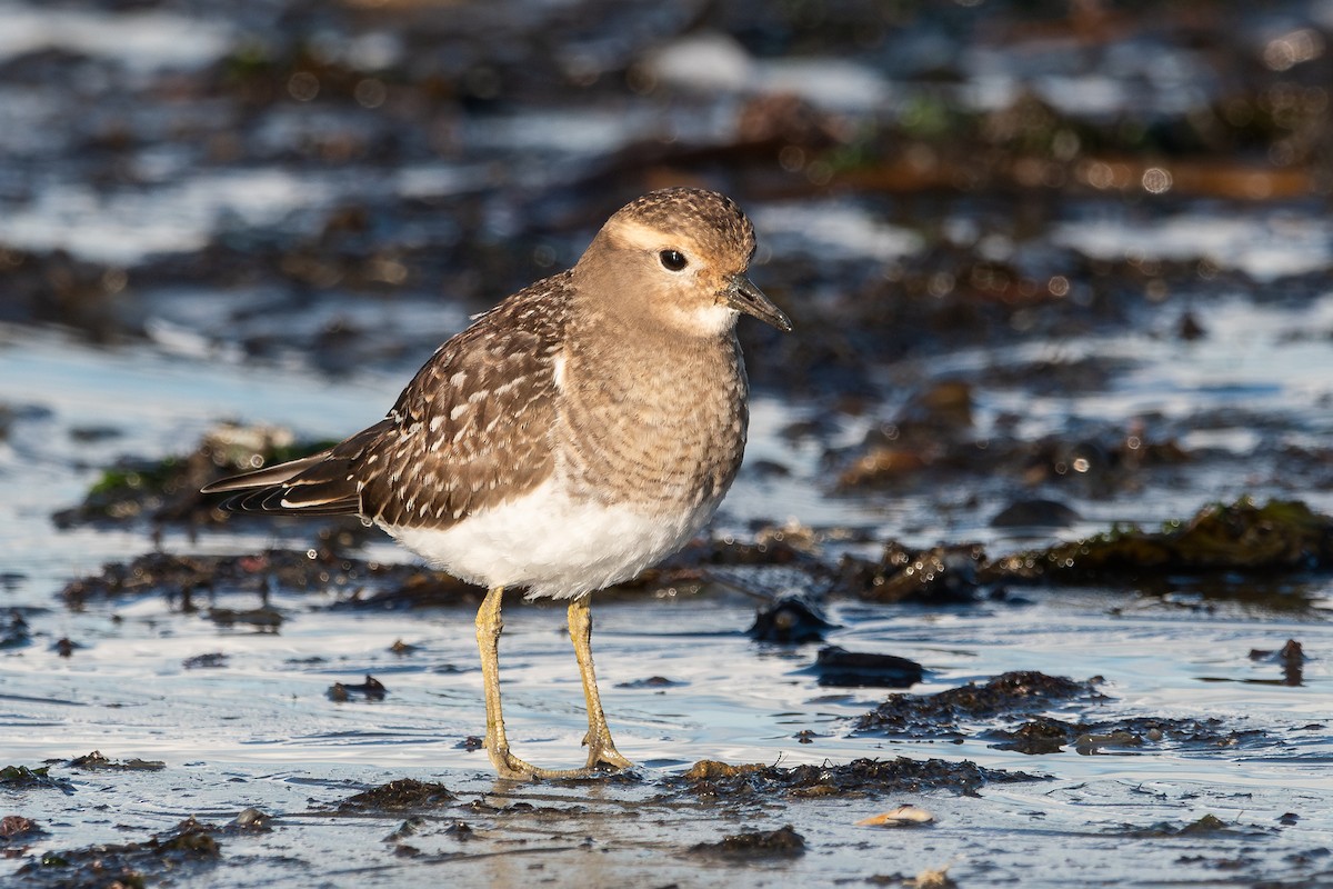 Rufous-chested Dotterel - ML617419688