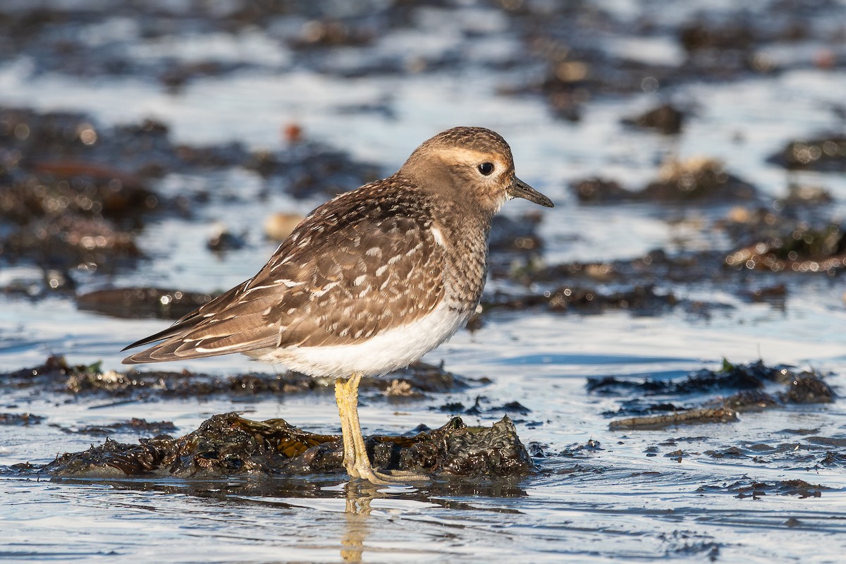 Rufous-chested Dotterel - ML617419690