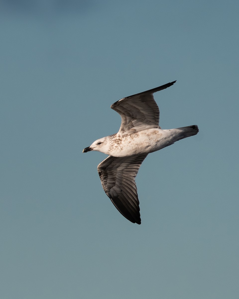 Kelp Gull - ML617419700