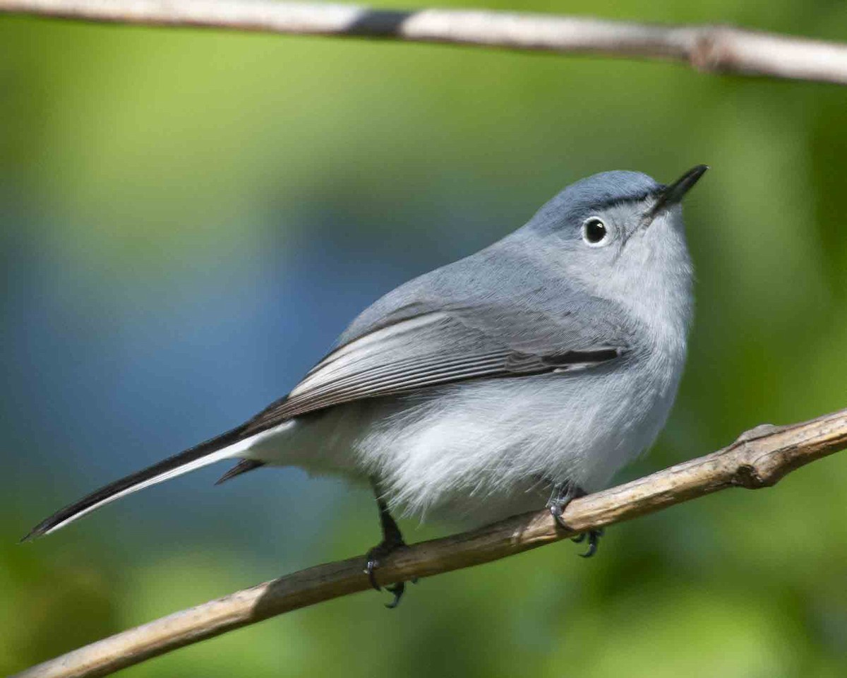 Blue-gray Gnatcatcher - ML617419704