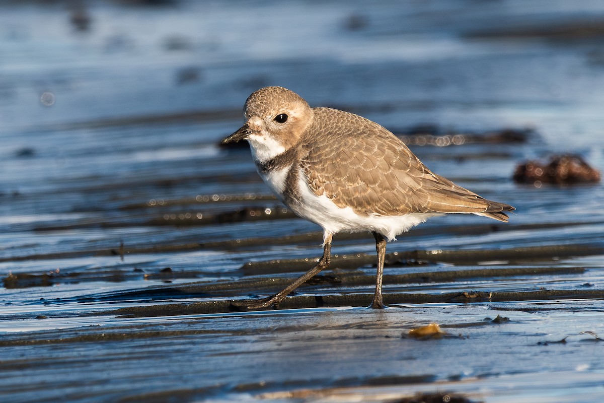 Two-banded Plover - ML617419708