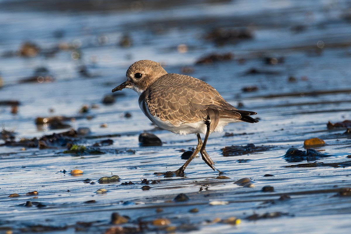 Two-banded Plover - ML617419712