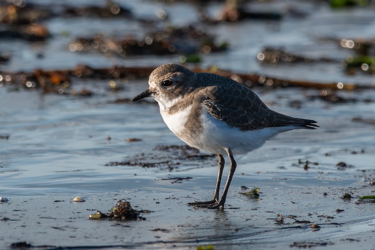 Two-banded Plover - ML617419717