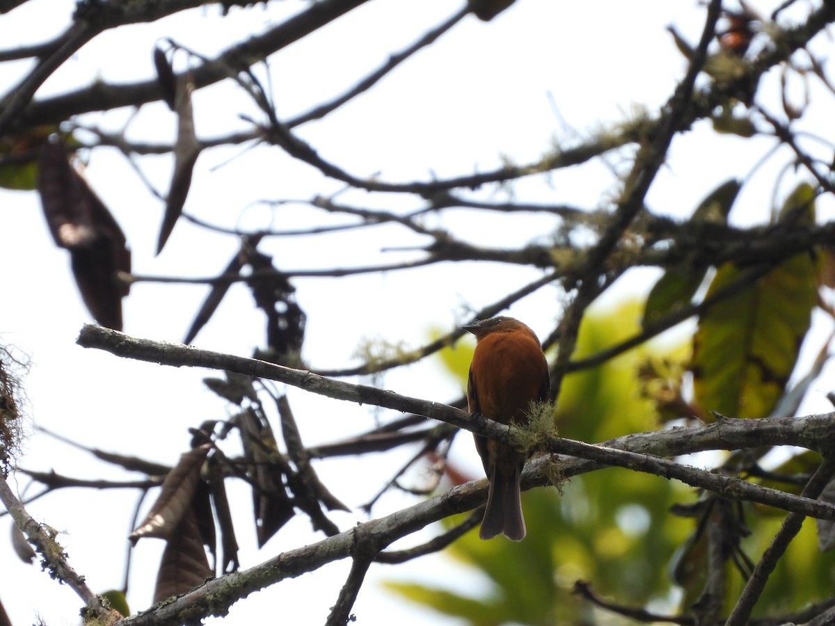 Cinnamon Flycatcher - ML617419738