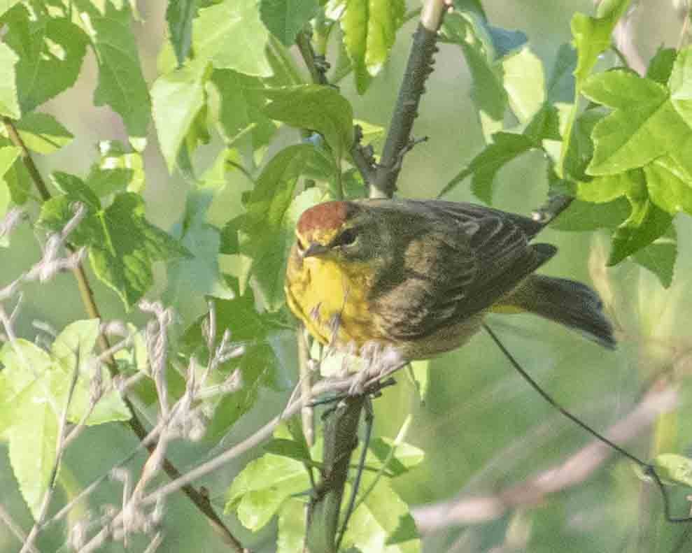 Paruline à couronne rousse - ML617419742