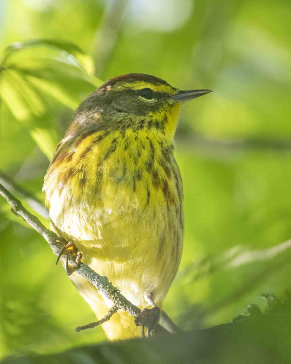 Palm Warbler - ML617419743