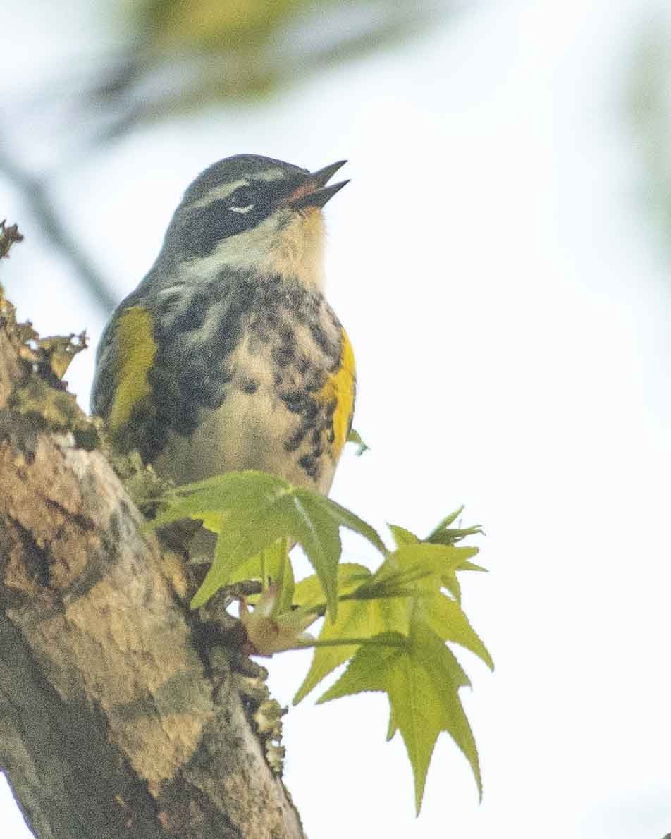 Yellow-rumped Warbler - ML617419748