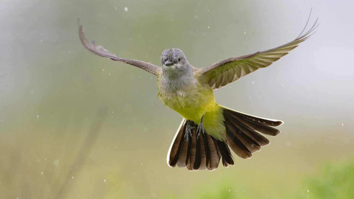 Western Kingbird - ML617419749