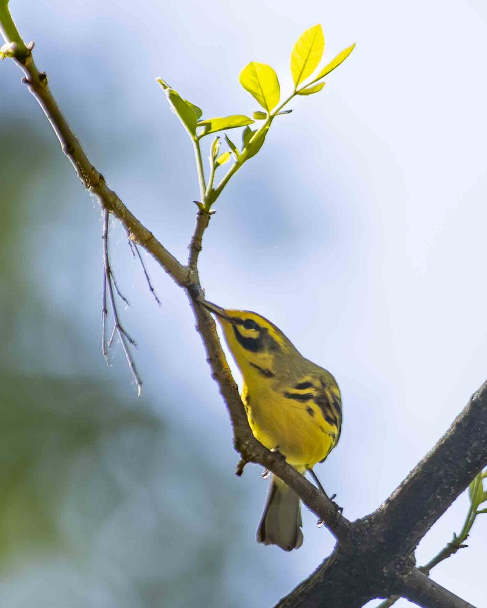 Prairie Warbler - ML617419763