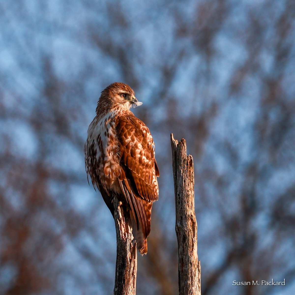 Red-tailed Hawk - Susan Packard