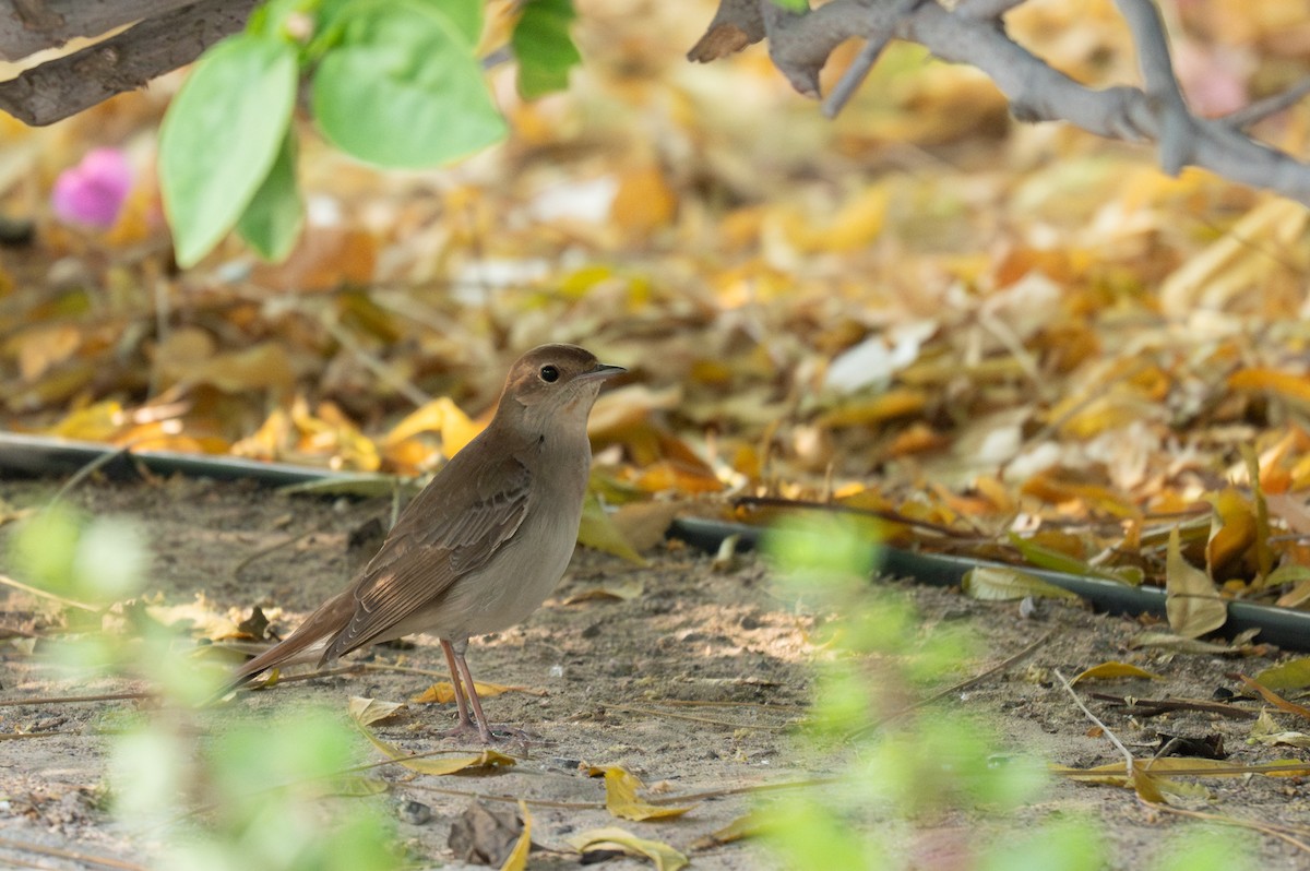 Common Nightingale (golzii) - ML617419856