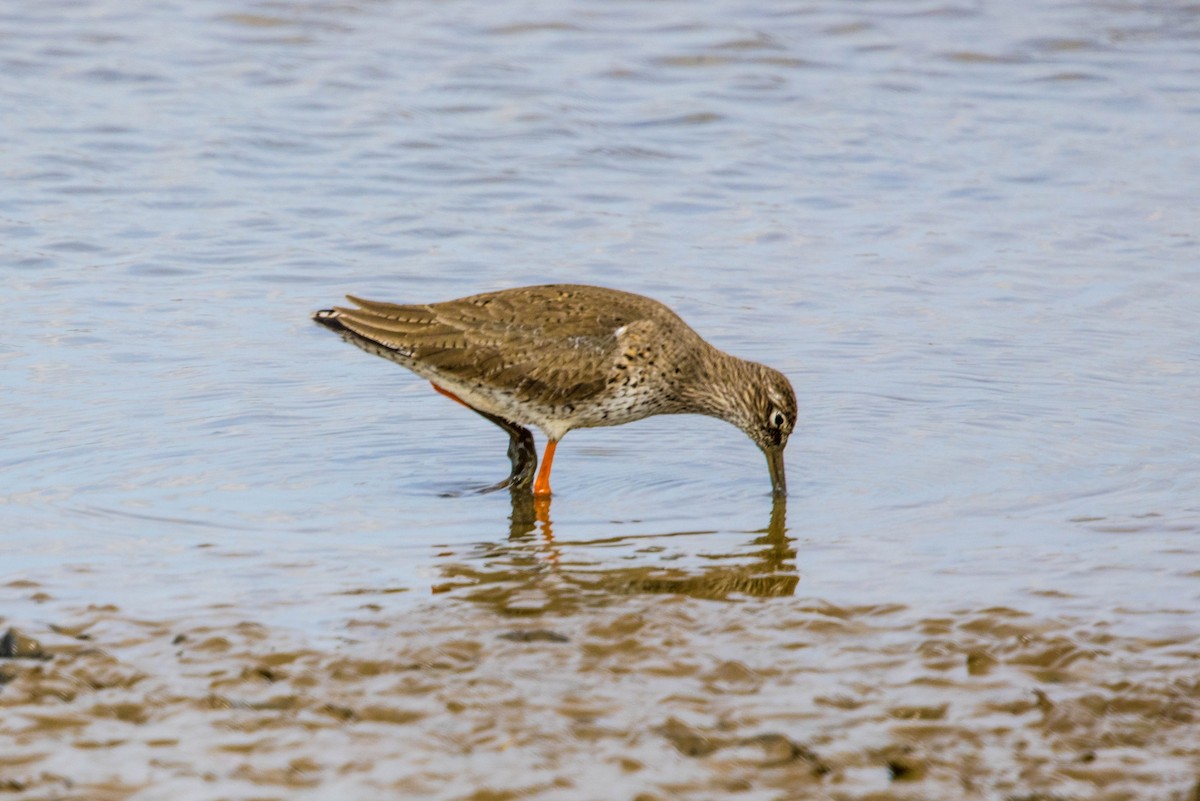 Common Redshank - ML617419863