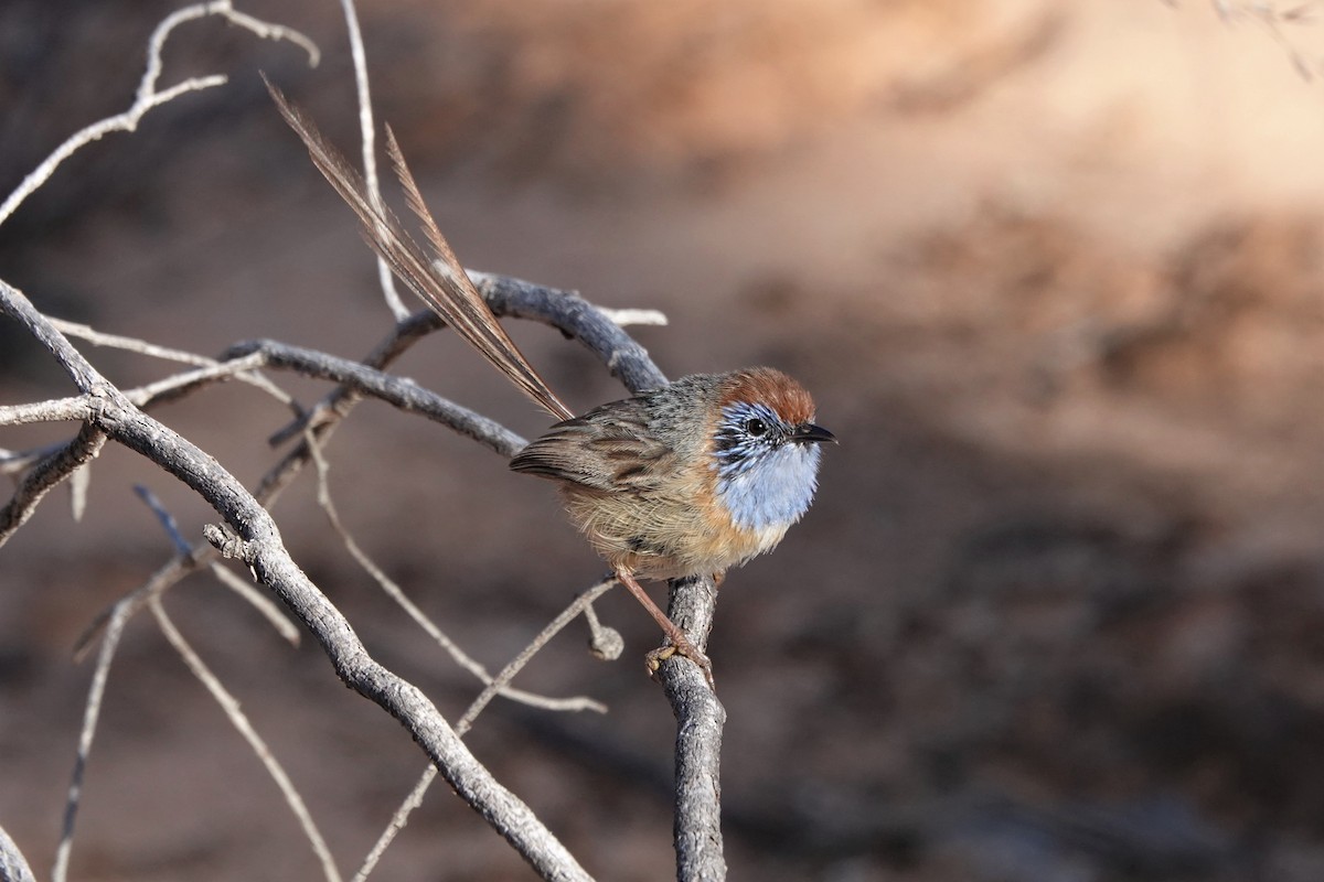 Queue-de-gaze du mallee - ML617419874