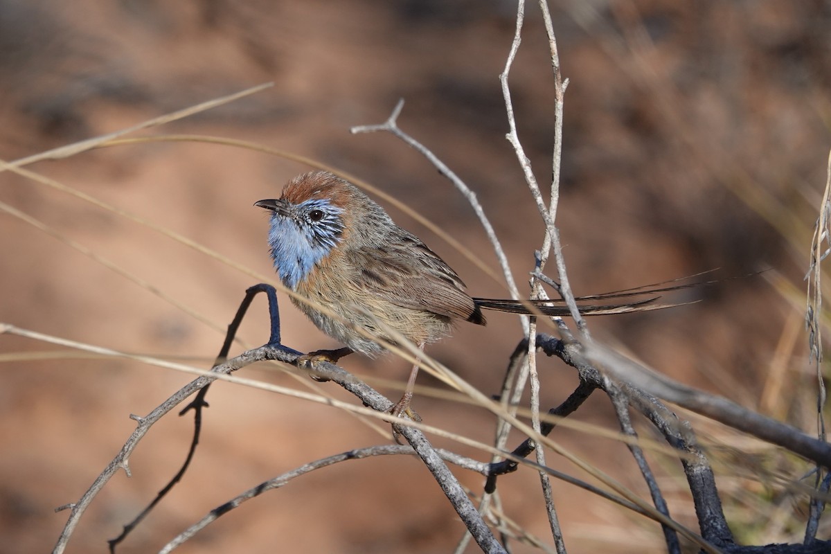 Queue-de-gaze du mallee - ML617419875