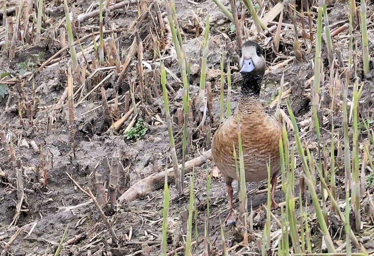 Chiloe Wigeon - ML617419877