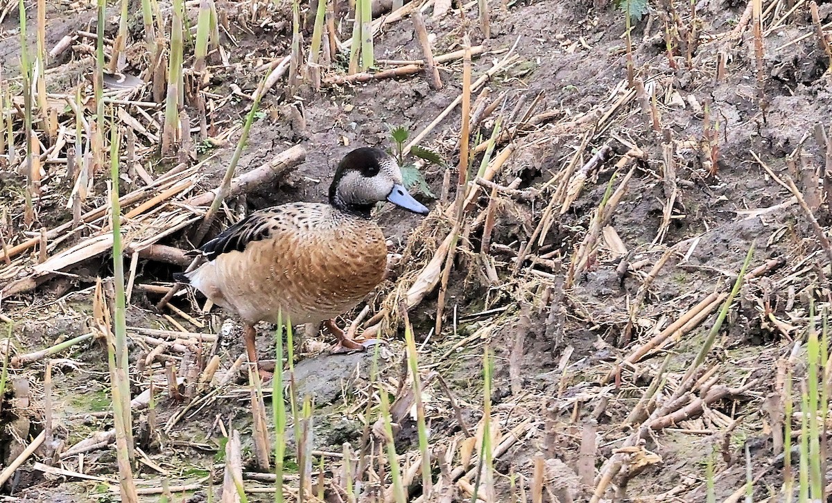 Chiloe Wigeon - ML617419878