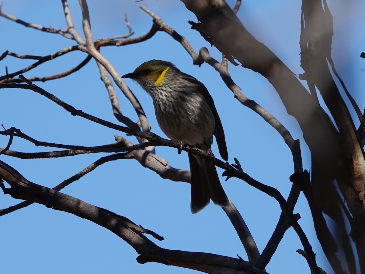 Yellow-plumed Honeyeater - ML617419888