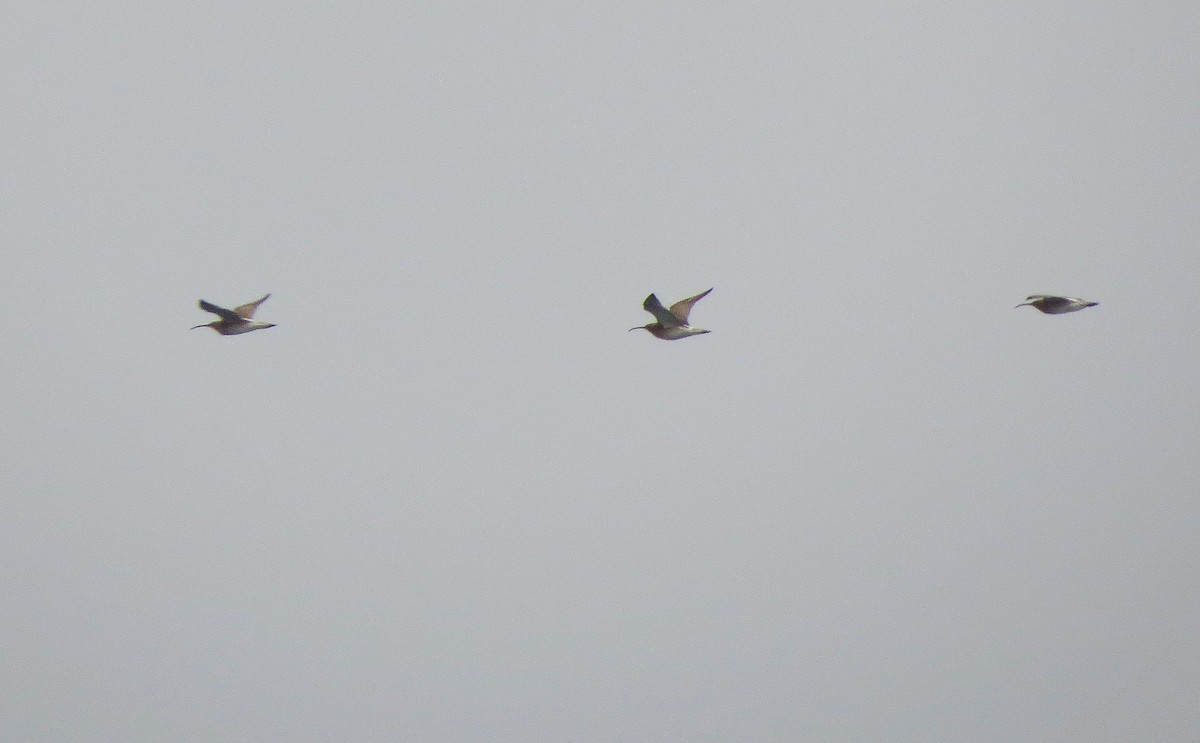 Eurasian Curlew - ML617419918