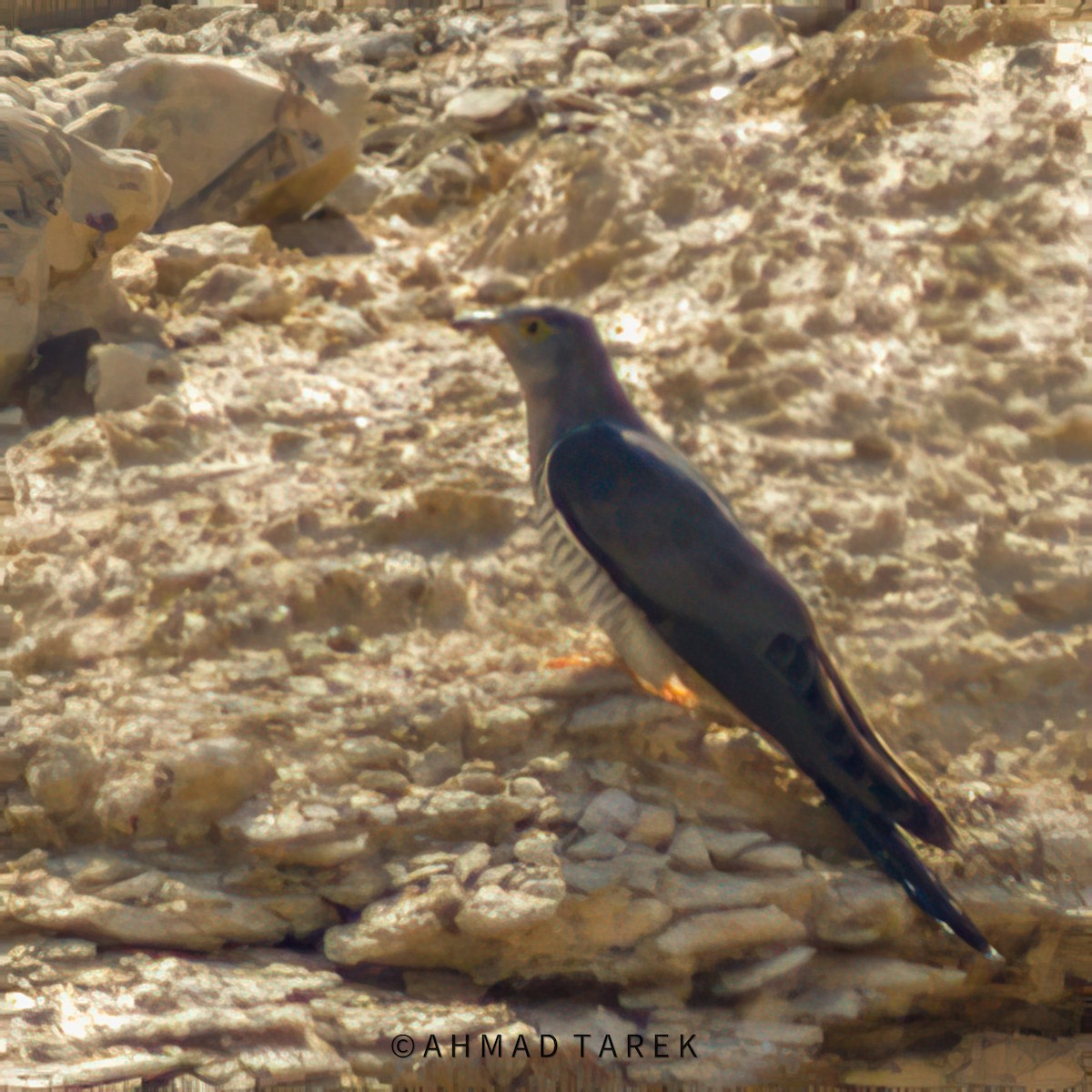 Common Cuckoo - Ahmad Tarek