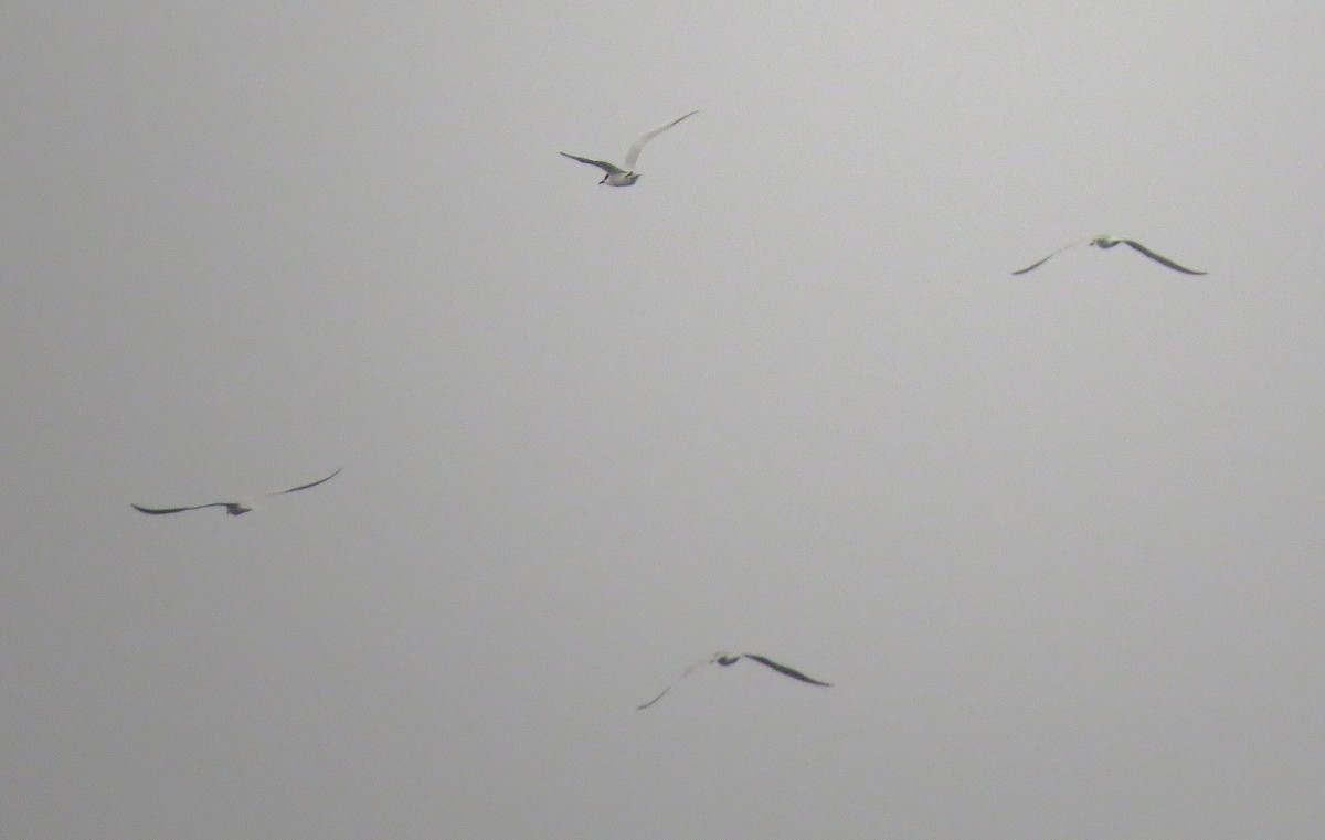 Gull-billed Tern - Jana Marco