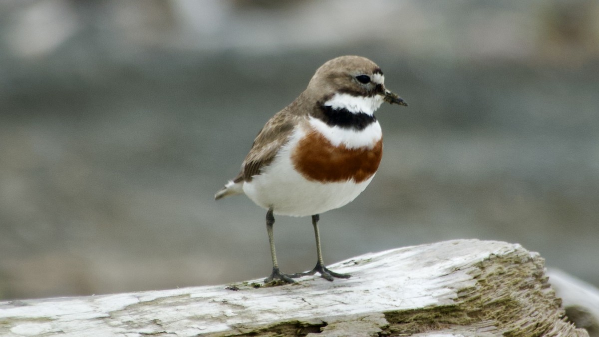 Double-banded Plover - Jan Ekkers