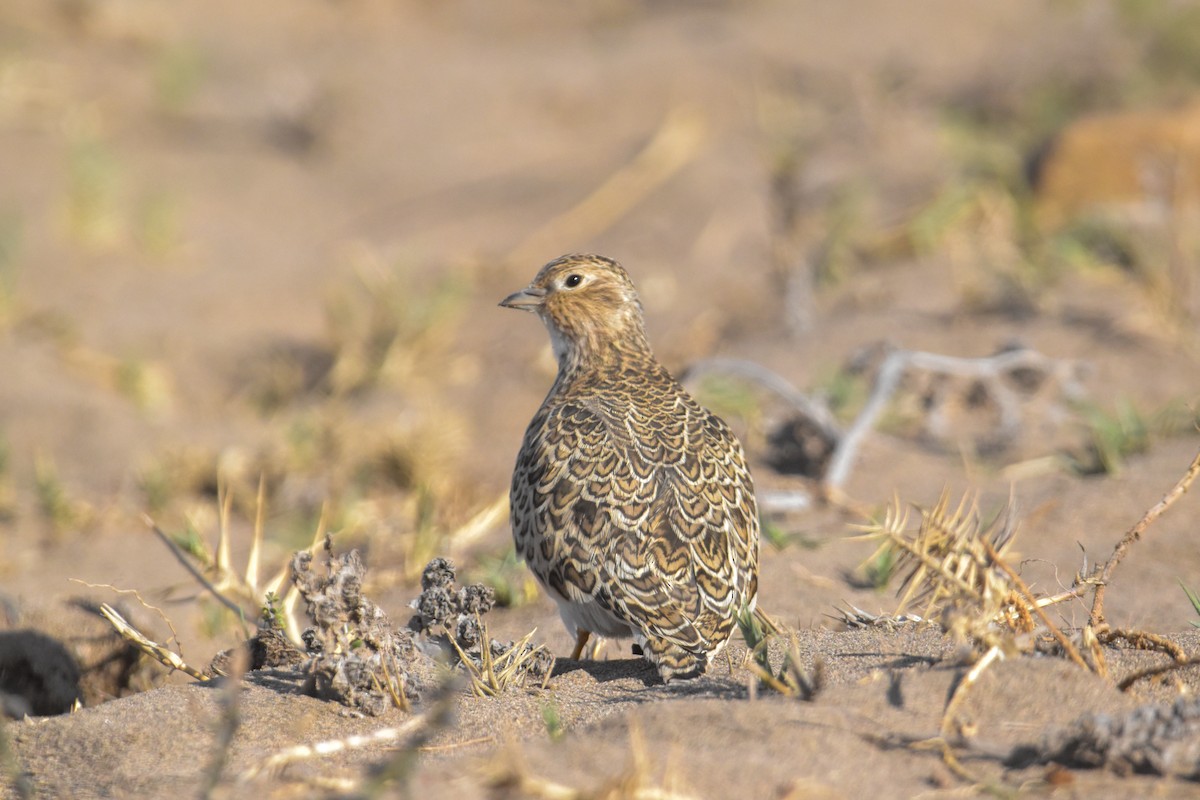 Least Seedsnipe - ML617419995