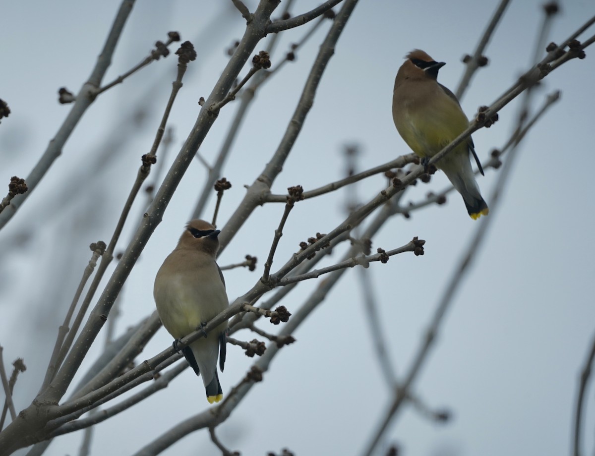 Cedar Waxwing - ML617419999