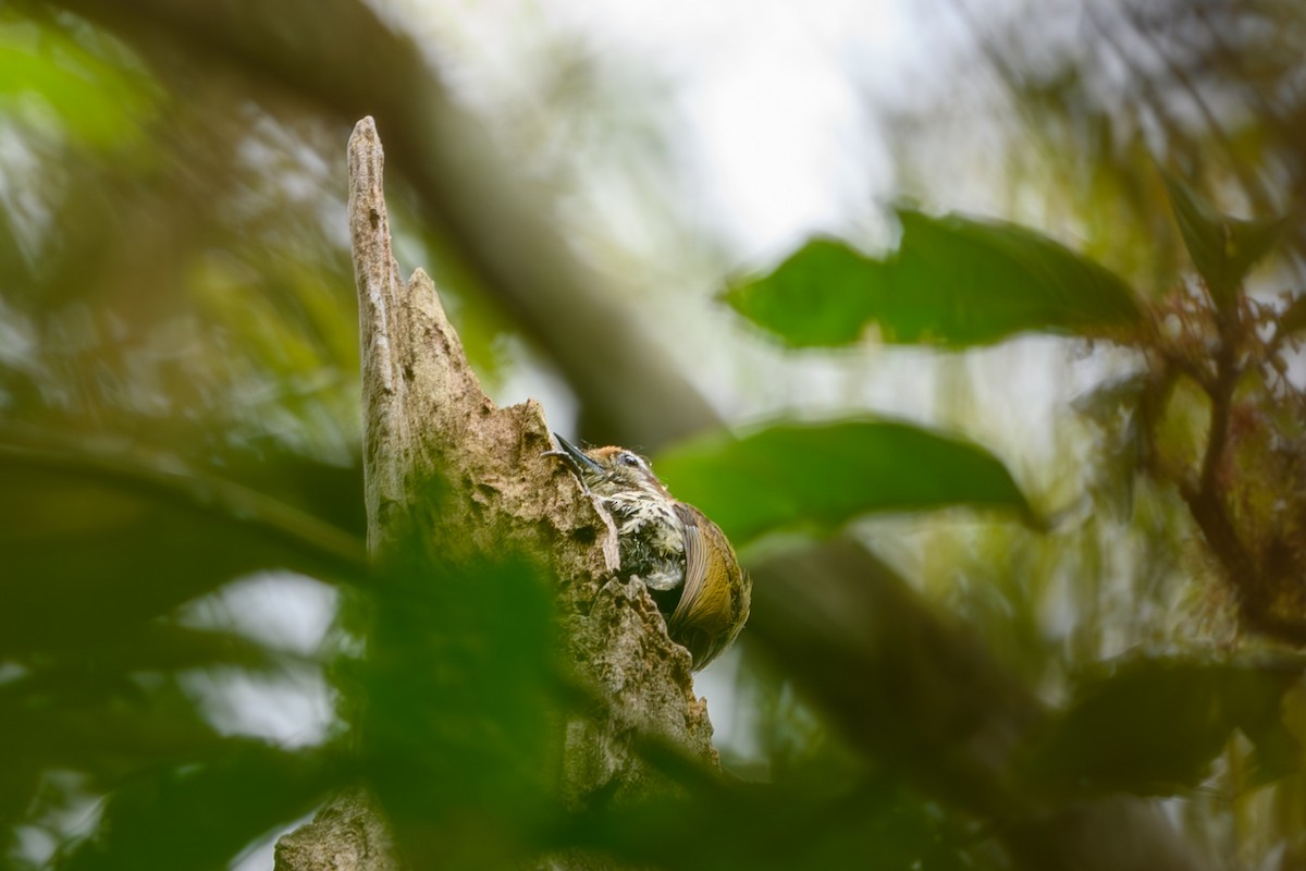 Speckled Piculet - ML617420030