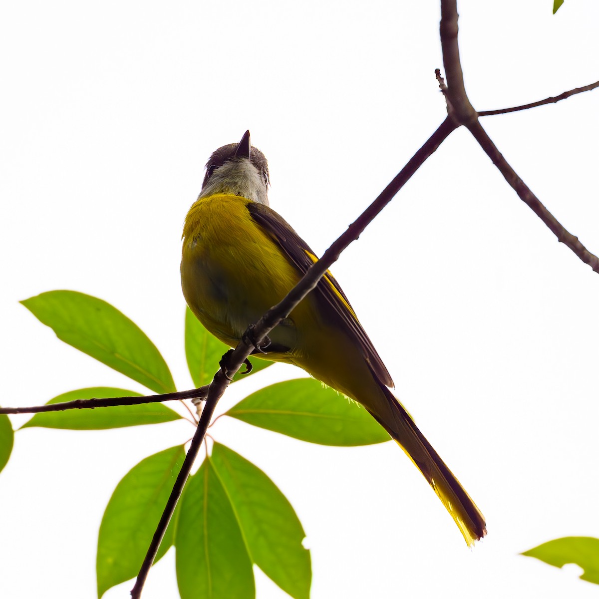 Gray-chinned Minivet - ML617420031