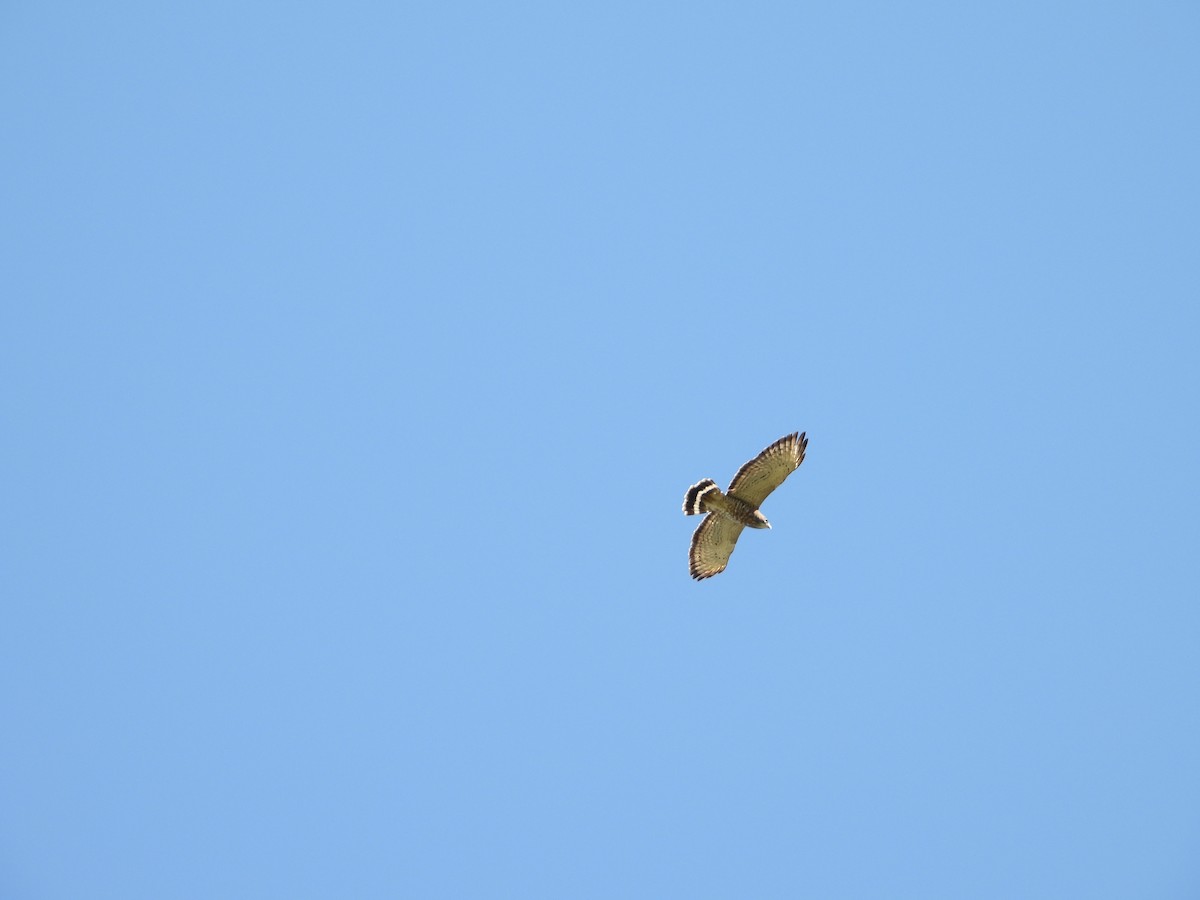 Broad-winged Hawk - ML617420150