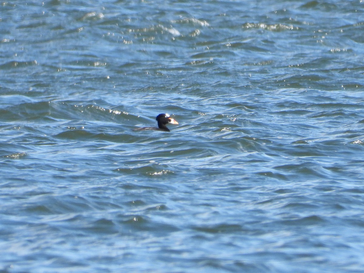 Surf Scoter - ML617420184