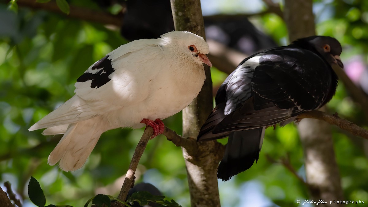 Rock Pigeon (Feral Pigeon) - Zichen  Zhou